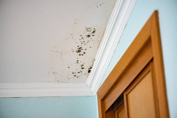 Best Toxic Mold Removal  in Brewer, ME