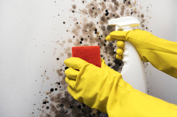 Home Mold Removal in Brewer, ME