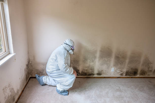 Best Professional Mold Removal  in Brewer, ME