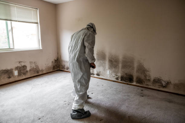 Best Black Mold Removal  in Brewer, ME