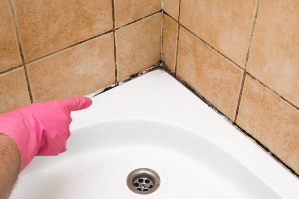 Professional Mold Removal in Brewer, ME