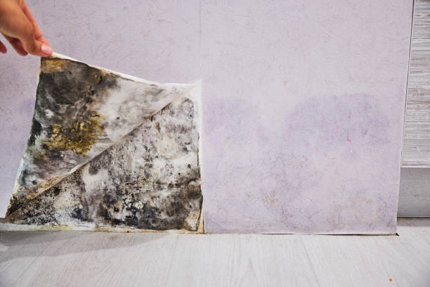 Best Mold Removal Specialists  in Brewer, ME